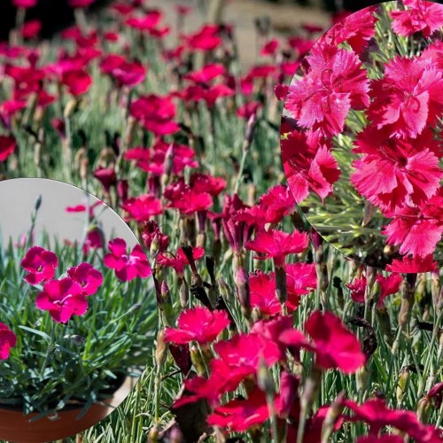 Dianthus gratianopolitanus 'Badenia' - Hall nelk 'Badenia'
